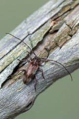 a Longhorn beetle - Exocentrus punctipennis