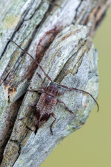 a Longhorn beetle - Exocentrus punctipennis