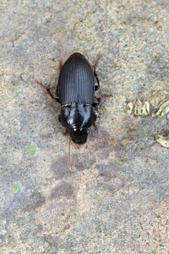 a Ground beetle - Harpalus tardus