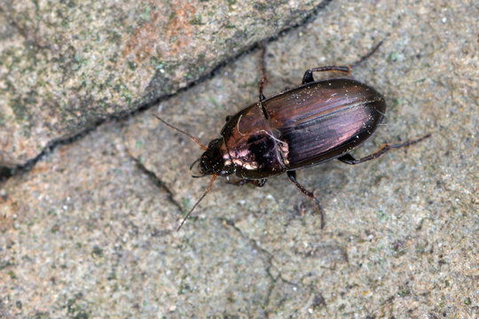a Ground beetle - Amara aenea