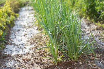 Obraz premium plantation of onions in ecological orchard