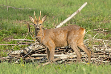 Naklejka na ściany i meble Close-up of young roe deer in the field. Roe deer (Capreolus capreolus), male.