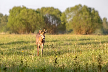 Close-up of young roe deer in the field. Roe deer (Capreolus capreolus), male.