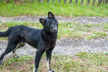 Cute black young dog tilted his head to the left and looks forward. Copy space. Concept: the dog seeks a master.
