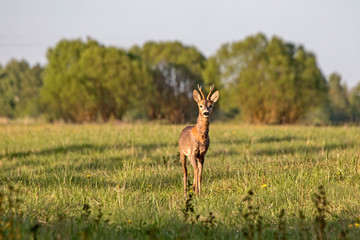 Naklejka na ściany i meble Close-up of young roe deer in the field. Roe deer (Capreolus capreolus), male.