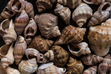 Assorted shells of many sizes are found on sea beaches. Close-up of seashells collection in sunny summer day. Lots of cockleshell scallop piled together as background. Top view, marine concept