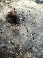 Animal World. High concentration of pollination grain. Food delivery service. Ants with the anthill covered in pollen grain, the food in the door of the house. The insect colony is working in spring.