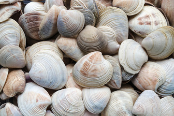 Assorted shells of many sizes are found on sea beaches. Close-up view of seashells collection in sunny summer day. Lots of cockleshell scallop piled together as background. Top view, marine concept