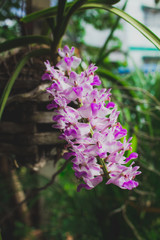 Rhynchostylis retusa orchid