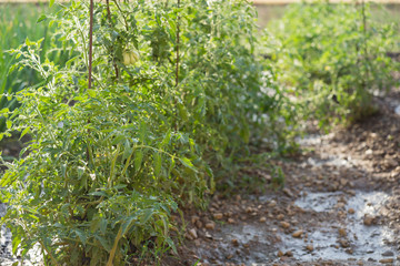planting tomatoes in an organic garden 