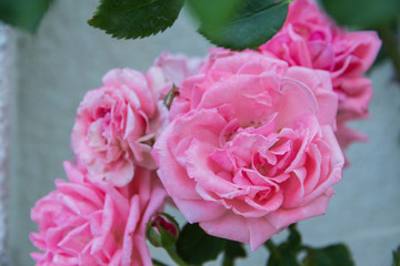 Obraz premium blooming pink roses in the garden