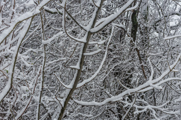 baeume mit schneeschicht