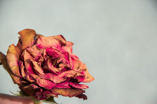 dried rose in female hands, herbarium