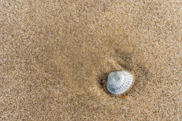Muschel im Sand