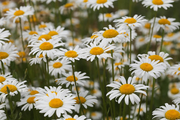 Fototapeta premium Full bloom of chamomile flowers.camomile