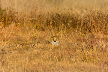 single cheetah hiding in grass