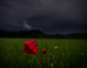 Regentropfen auf einer Mohnblume im Abendlicht