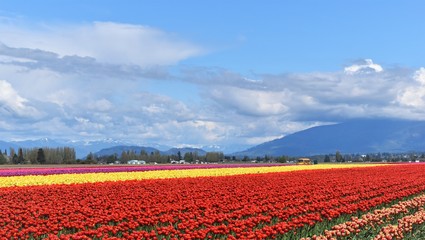 field of tulips in front of mountain in pacific northwest