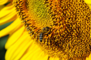 Sunflower natural background. Sunflower blooming. Close-up of sunflower