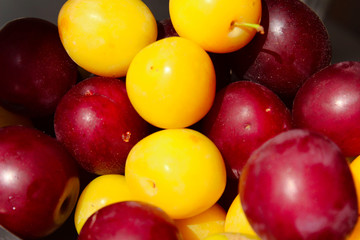 Cropped shot of plums. Food concept. Summer background. Colorful fresh plum. Ripe juicy plums.