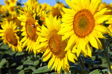 Sunflower natural background. Sunflower blooming. Close-up of sunflower