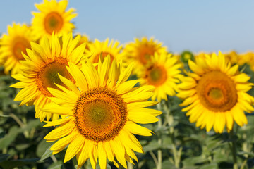 Fototapeta premium Sunflower natural background. Sunflower blooming. Close-up of sunflower
