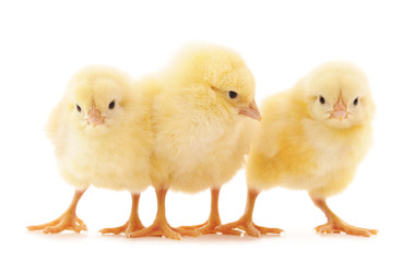 Three small chickens.