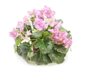 Obraz premium One purple violet.