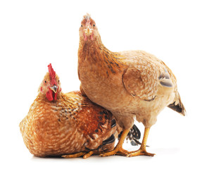 Two brown chickens.