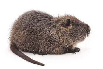 One brown nutria.