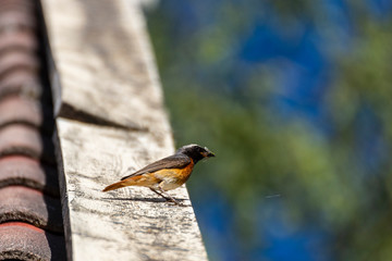 Male Redstart (Phoenicurus phoenicurus) with insects in the beak.