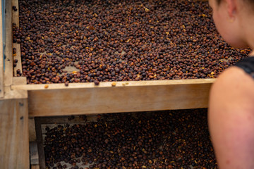 Side View of Female Worker Inspecting Dried Organic Raw Coffee Beans