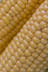 Raw corn cob close up