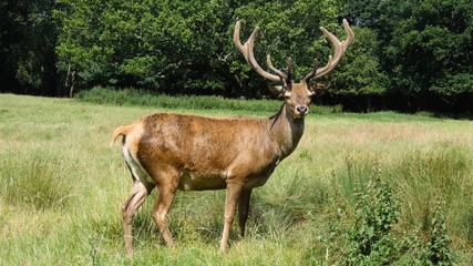 Deer with Antlers on a Sunny Day