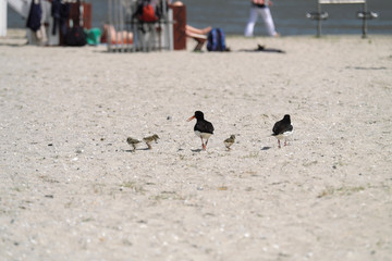 Austernfischer Paar mit  Jungvögeln an Sandstrand an der Nordseeküste am Wattenmeer - Stockfoto