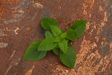 Fresh green Basil leaves - for cooking
