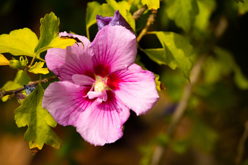 pink flower in the garden from Gandia