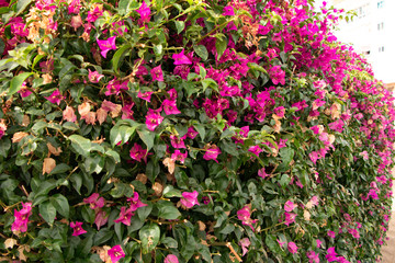 flowers in the garden