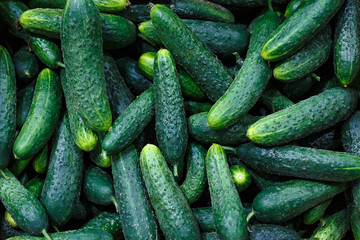Many cucumbers harvest from the field.