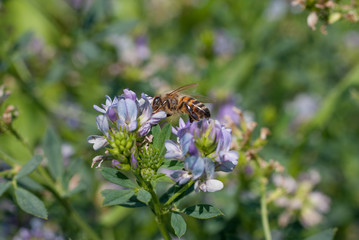 l'ape prende il nettare dal fiore