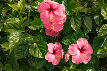 pink flowers in the garden violet hibiscus