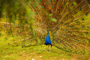 Obraz premium Peacock walks through the meadow. Foliage in the foreground.