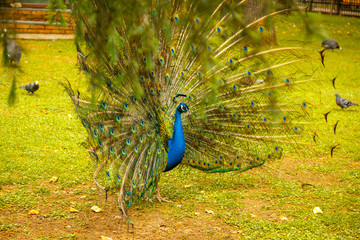 Obraz premium Peacock photographed from the side. Pavlin walks through the meadow.