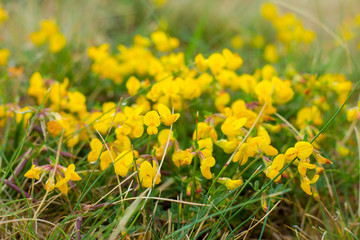delicate small yellow wildflowers in a meadow among green grass close; blurred background, wallpaper