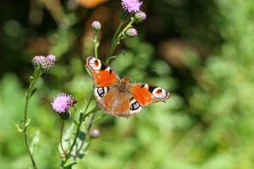 Beautiful butterfly drinks nectar from a flower