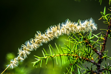 nature, plant, flower, green