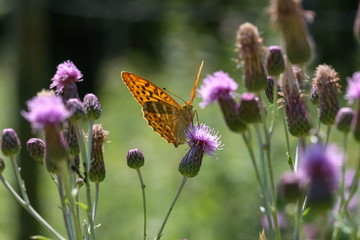 Beautiful butterfly drinks nectar from a flower