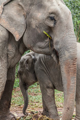 Fototapeta na wymiar Mother with Baby Elephant