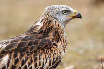 Portrait of Comet (Milvus Milvus), perched on the ground on an unfocused background. Spain
