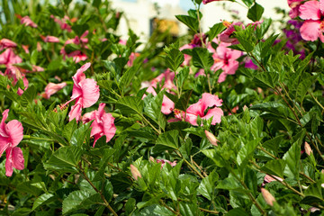 pink flowers in the garden